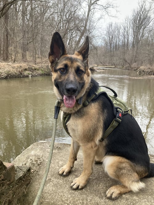 AIKO - German Shepherd Dog available for adoption