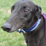 BIG BOOTY BETTY - Greyhound for adoption in Grand Rapids