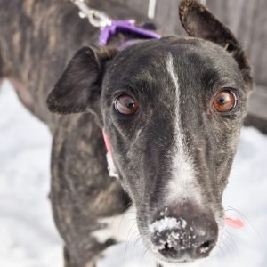 U GOT ISSUES - Greyhound available for adoption
