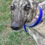 WHAT R THE CHANCES - Greyhound for adoption in Grand Rapids
