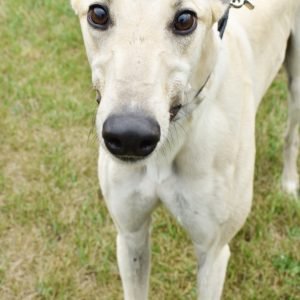 FIVE POINT OH - Greyhound for adoption in Grand Rapids