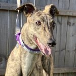 SOCIAL DISTANCE - Greyhound for adoption in Grand Rapids
