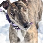 XT'S KUBOTA - Greyhound for adoption in Grand Rapids