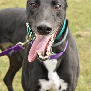 XT'S DEERE - Greyhound for adoption in Grand Rapids