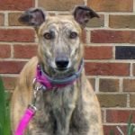 AMF CRYING GAL - Greyhound for adoption in Grand Rapids
