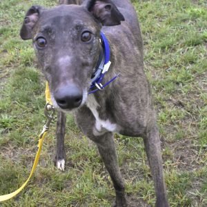 TF'S JOEANDWATER - Greyhound for adoption in Grand Rapids