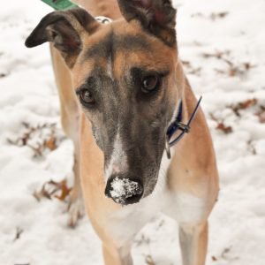 FLAPJACK SLIM - Greyhound available for adoption