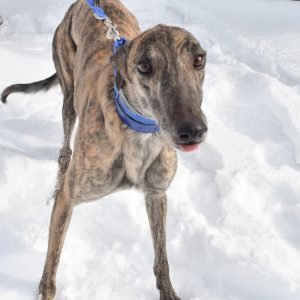 BASIL HAYDEN - Greyhound available for adoption