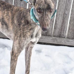 NORTH COASTLIMITD - Greyhound available for adoption