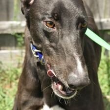LENINGRAD - Greyhound for adoption in Grand Rapids