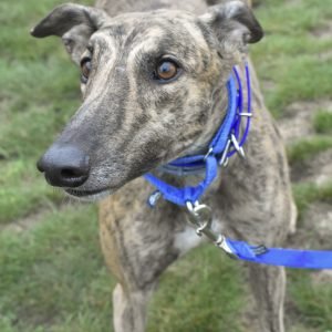 KISSED DA TEACHER - Greyhound for adoption in Grand Rapids