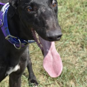 ETTA JAMES - Greyhound for adoption in Grand Rapids