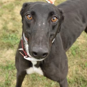TS SPEEDSTER - Greyhound for adoption in Grand Rapids