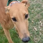 AMBER ALERT - Greyhound for adoption in Grand Rapids