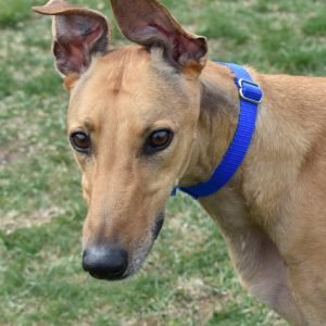 CHNGE GONNA COME - Greyhound for adoption in Grand Rapids