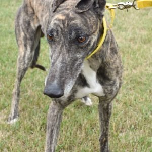 RUNNIN ON ICE - Greyhound for adoption in Grand Rapids