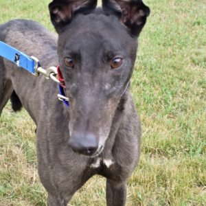NEIGHBAAH - Greyhound for adoption in Grand Rapids