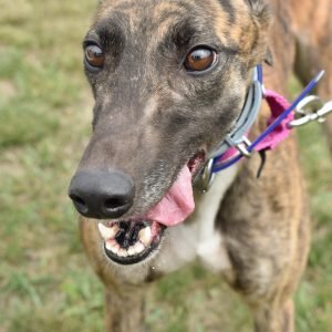 JSP WON MORE DAY - Greyhound for adoption in Grand Rapids