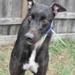 BARKATTHEMOON - Greyhound for adoption in Grand Rapids