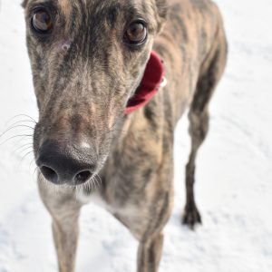 POUR DECISIONS - Greyhound for adoption in Grand Rapids