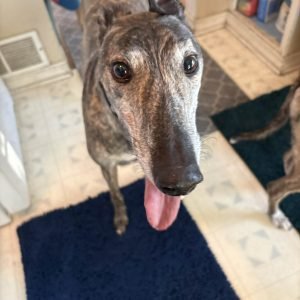AFG PRIME POWER - Greyhound available for adoption