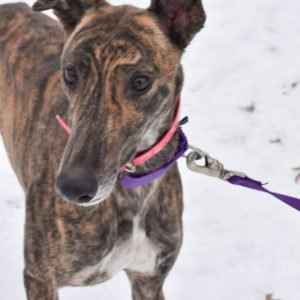 SUPERIOR LAILA - Greyhound available for adoption