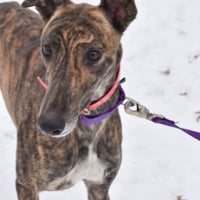 SUPERIOR LAILA - Photo 1