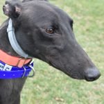 CHICKEN MAN WADE - Greyhound for adoption in Grand Rapids