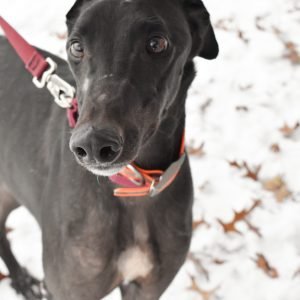 SKIPPYS REVENGE - Greyhound available for adoption