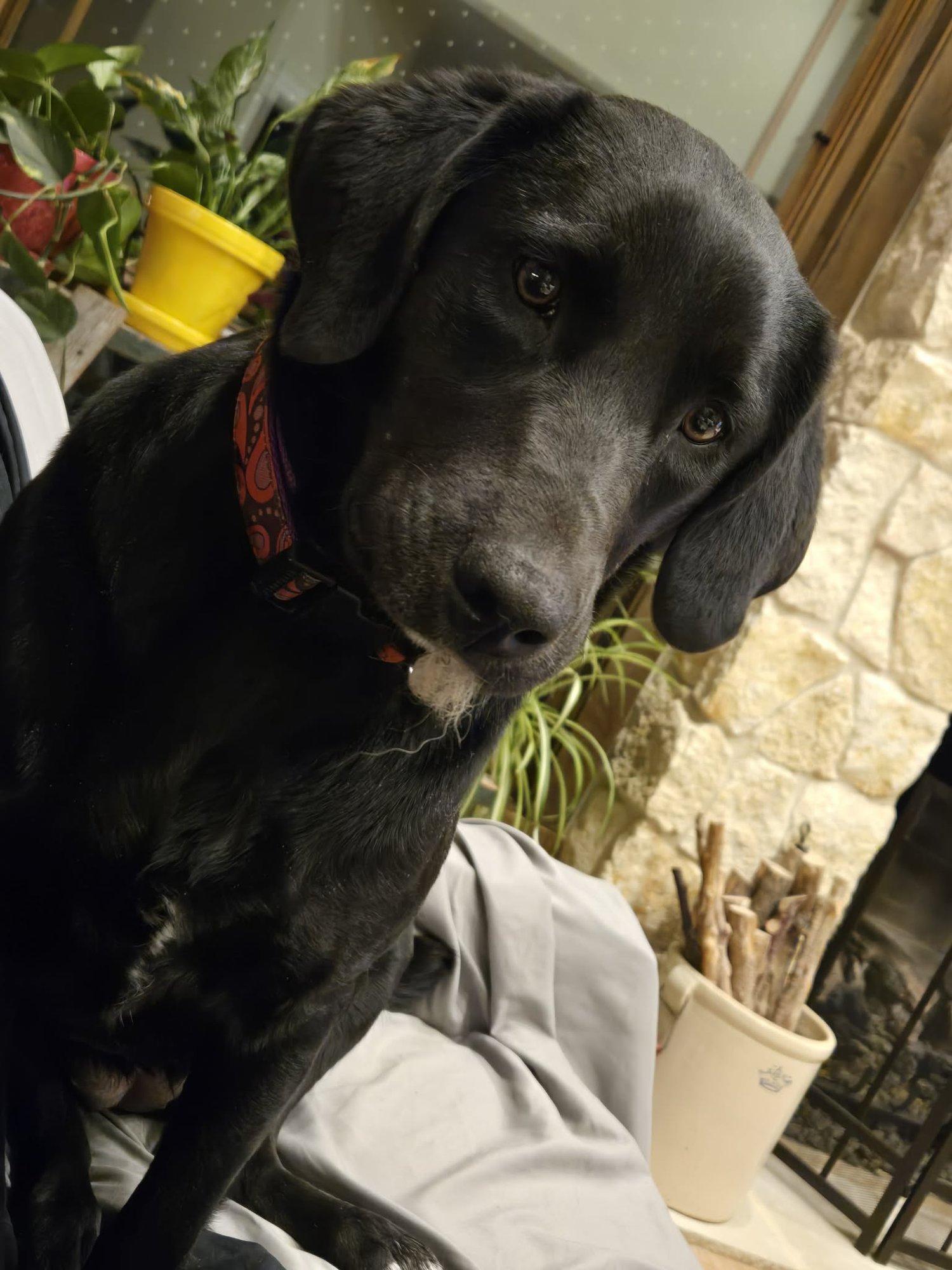 DAISY - Black Labrador Retriever / Labrador Retriever available for adoption