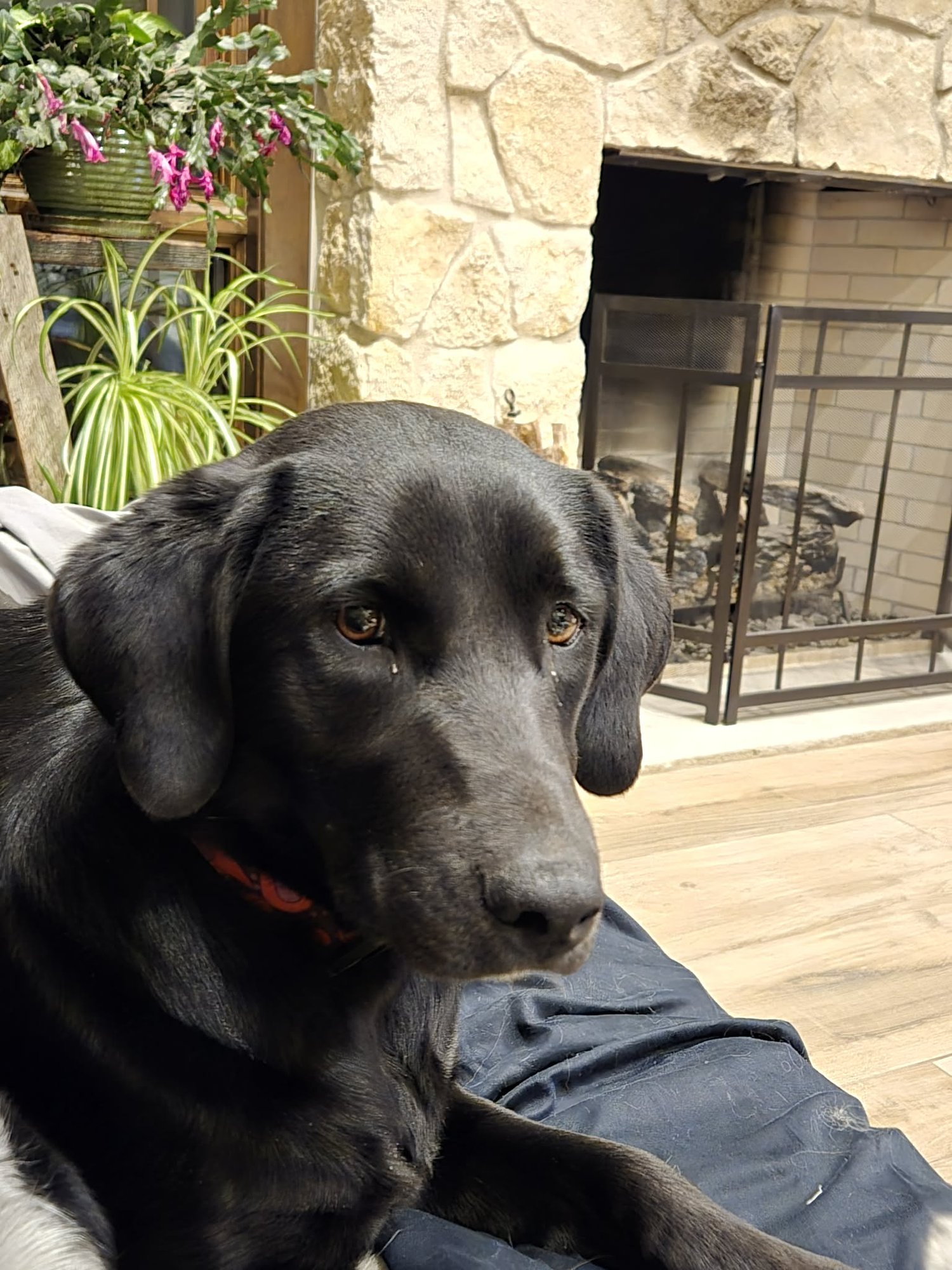 DAISY - Black Labrador Retriever / Labrador Retriever available for adoption