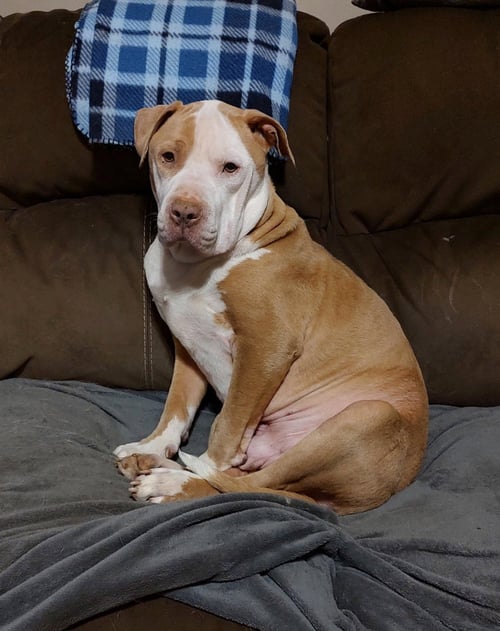 TEDDY - Bulldog / American Pit Bull Terrier available for adoption