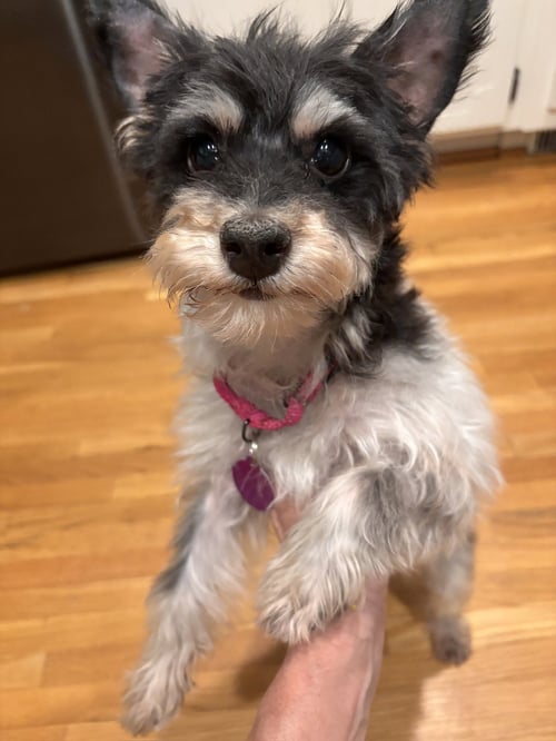 BROOKLYN - ADOPTED!!