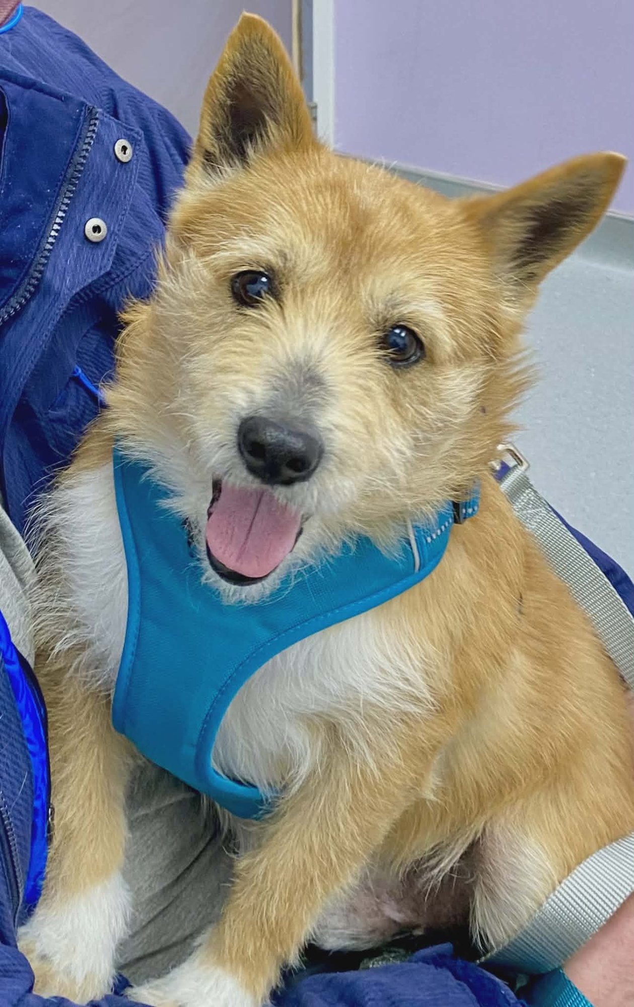 JAKE - Norwich Terrier for adoption in Alexandria