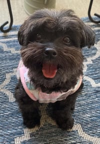 Dolly - Photo 1