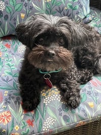 Dolly - Photo 4