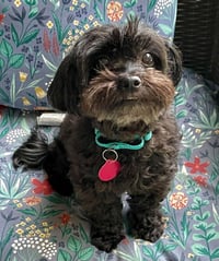 Dolly - Photo 2