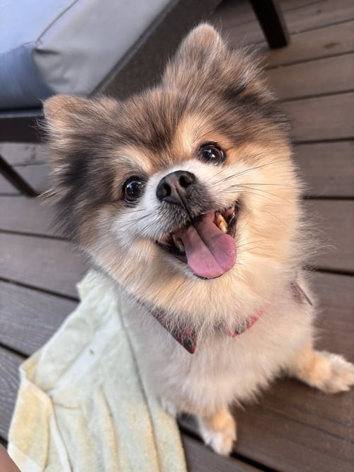 STEWART - ADOPTIED! - Pomeranian for adoption in Alexandria