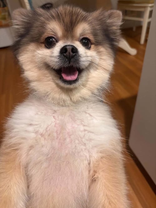 STEWART - ADOPTIED! - Pomeranian available for adoption