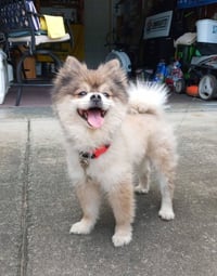 Stewart - ADOPTIED! - Photo 3