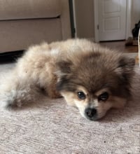 Stewart - ADOPTIED! - Photo 4