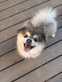 Stewart - ADOPTIED! - Photo 6