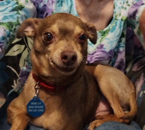 OTIS - Chihuahua available for adoption