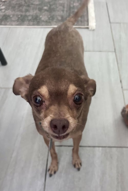 OTIS - Chihuahua for adoption in Alexandria