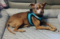 Otis - Photo 11
