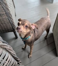 Otis - Photo 3