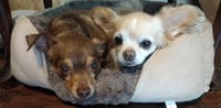 Otis - Photo 10