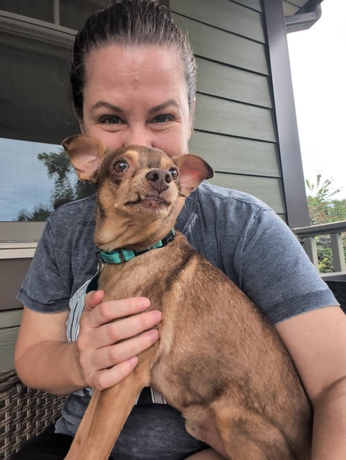 OTIS - Chihuahua available for adoption