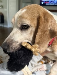 Waylon - Photo 6