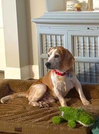 Waylon - Photo 3